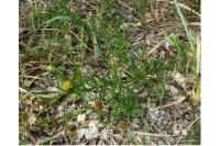Senecio inaequidens