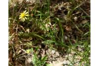 Senecio inaequidens