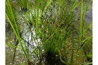 Eleocharis ovata