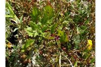 Oxybasis rubra