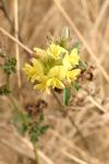 Medicago sativa subsp. falcata
