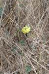 Medicago sativa subsp. falcata