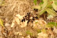 Ligustrum vulgare
