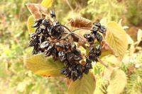 Viburnum lantana