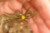 Galatella linosyris