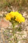 Galatella linosyris