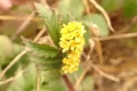 Agrimonia eupatoria