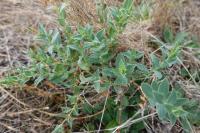 Silene vulgaris
