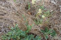 Silene vulgaris