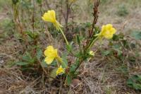 Oenothera glazioviana