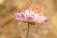 Scabiosa columbaria