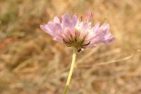 Scabiosa columbaria