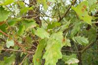 Quercus