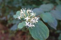 Cornus sanguinea