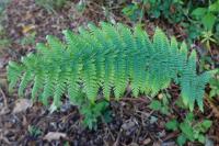 Dryopteris filix-mas