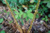Dryopteris filix-mas