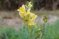 Linaria vulgaris