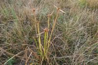 Schoenoplectiella mucronata