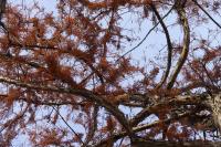 Taxodium distichum