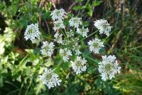 Heracleum sphondylium