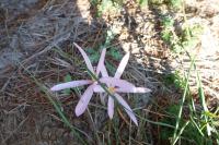 Colchicum autumnale