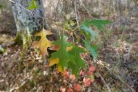 Quercus rubra