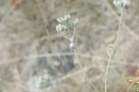 Torilis arvensis