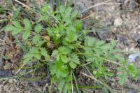 Potentilla supina