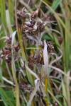 Iris pseudacorus