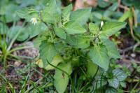 Solanum nigrum