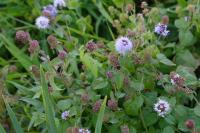 Mentha aquatica