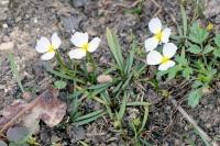 Baldellia repens