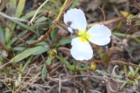 Baldellia repens
