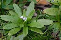 Myosotis scorpioides