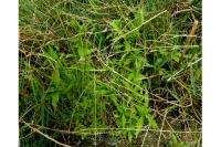 Bidens cernua