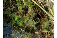 Myriophyllum alterniflorum
