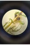 Myriophyllum alterniflorum
