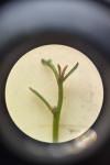 Myriophyllum alterniflorum