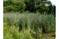 Typha latifolia