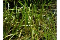 Sparganium emersum