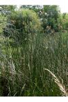Schoenoplectus lacustris