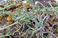 Fumana procumbens