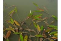 Potamogeton nodosus