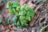 Mentha aquatica