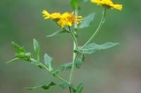 Pulicaria dysenterica