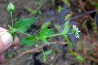 Stellaria aquatica
