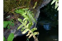 Polypodium vulgare