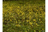 Utricularia neglecta