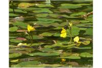 Utricularia neglecta