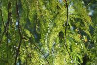 Taxodium distichum